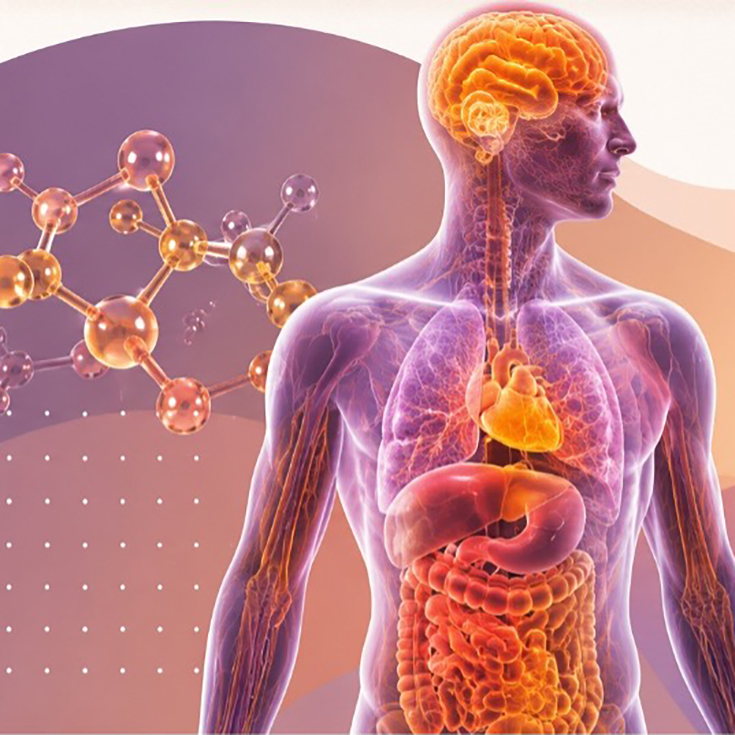  Illustration of a transparent human body highlighting the brain, heart, lungs, liver, stomach, and intestines, with a molecular structure shown in the background.