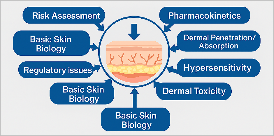 Diagram showing skin toxicity research areas surrounding a cross-section of human skin, including risk assessment, pharmacokinetics, dermal penetration and absorption, hypersensitivity, dermal toxicity, regulatory issues, and basic skin biology.